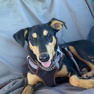 Meet your Posher, Sadie